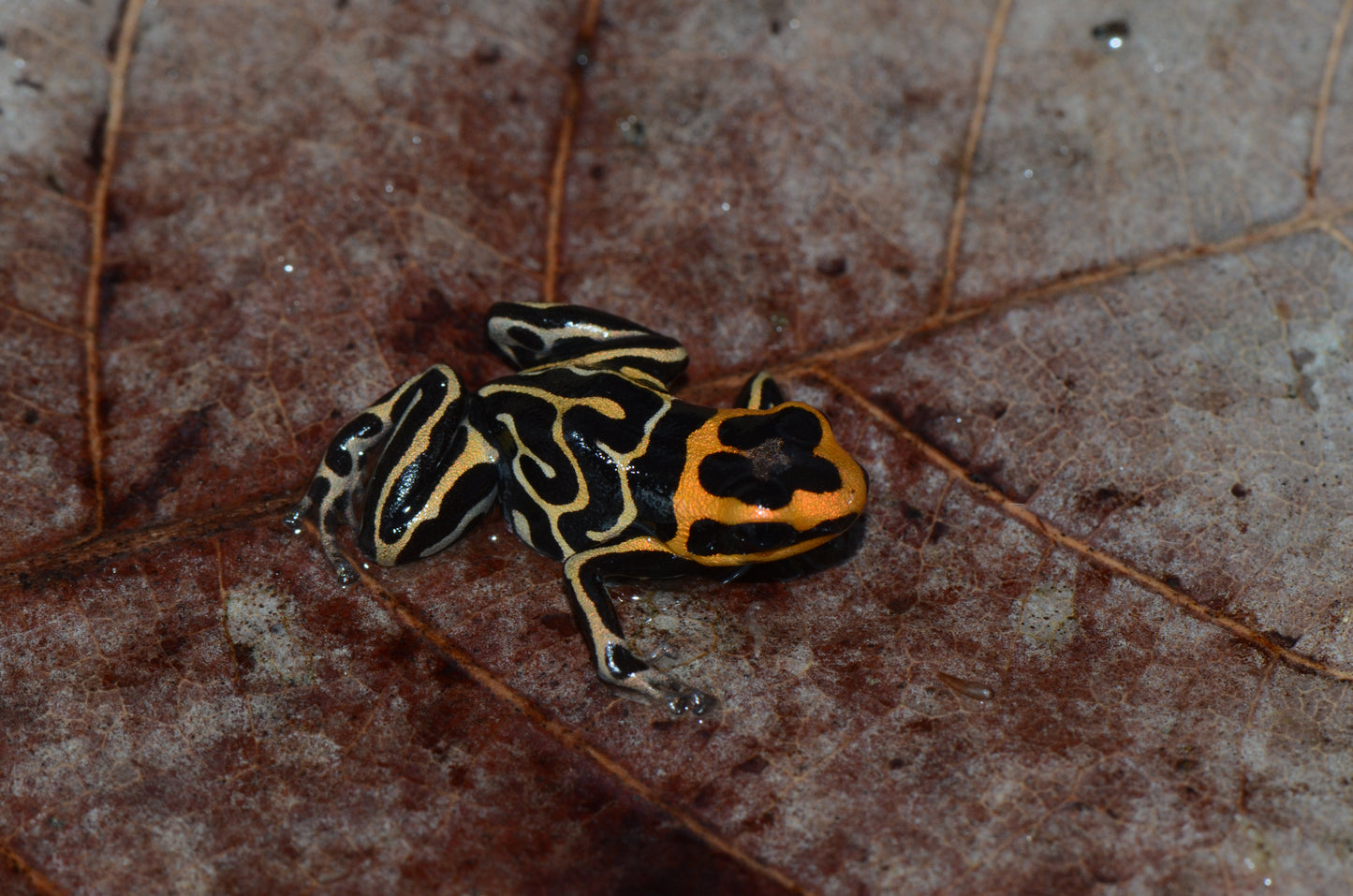 Ranitomeya summersi "Reticulated"