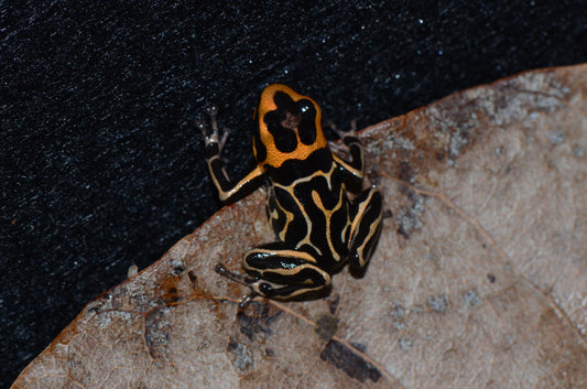 Ranitomeya summersi "Reticulated"