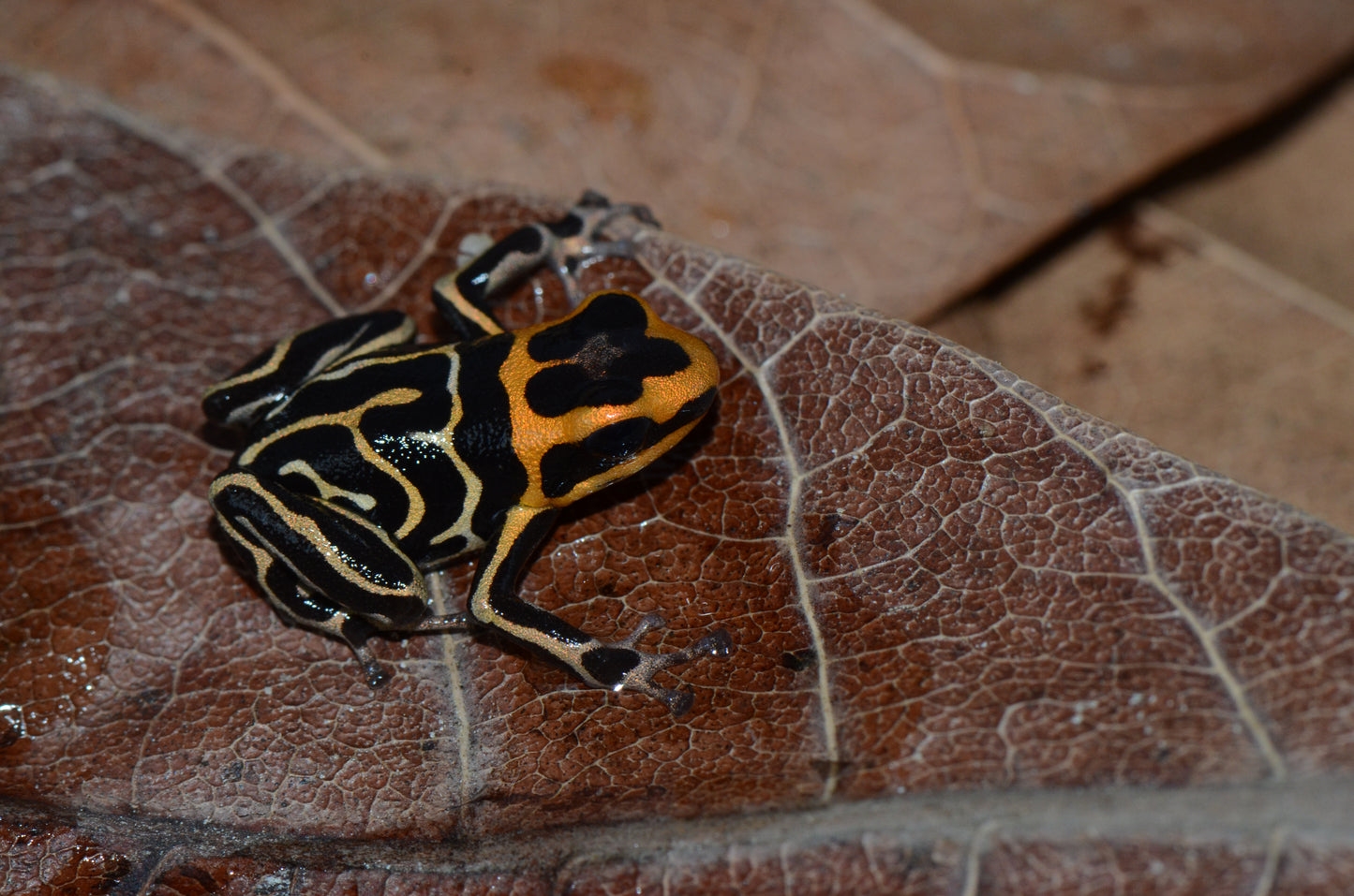 Ranitomeya summersi "Reticulated"