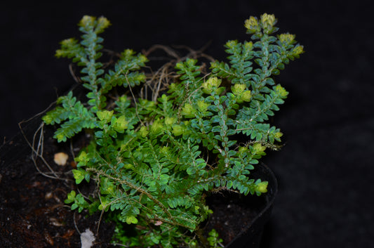 Selaginella uncinata