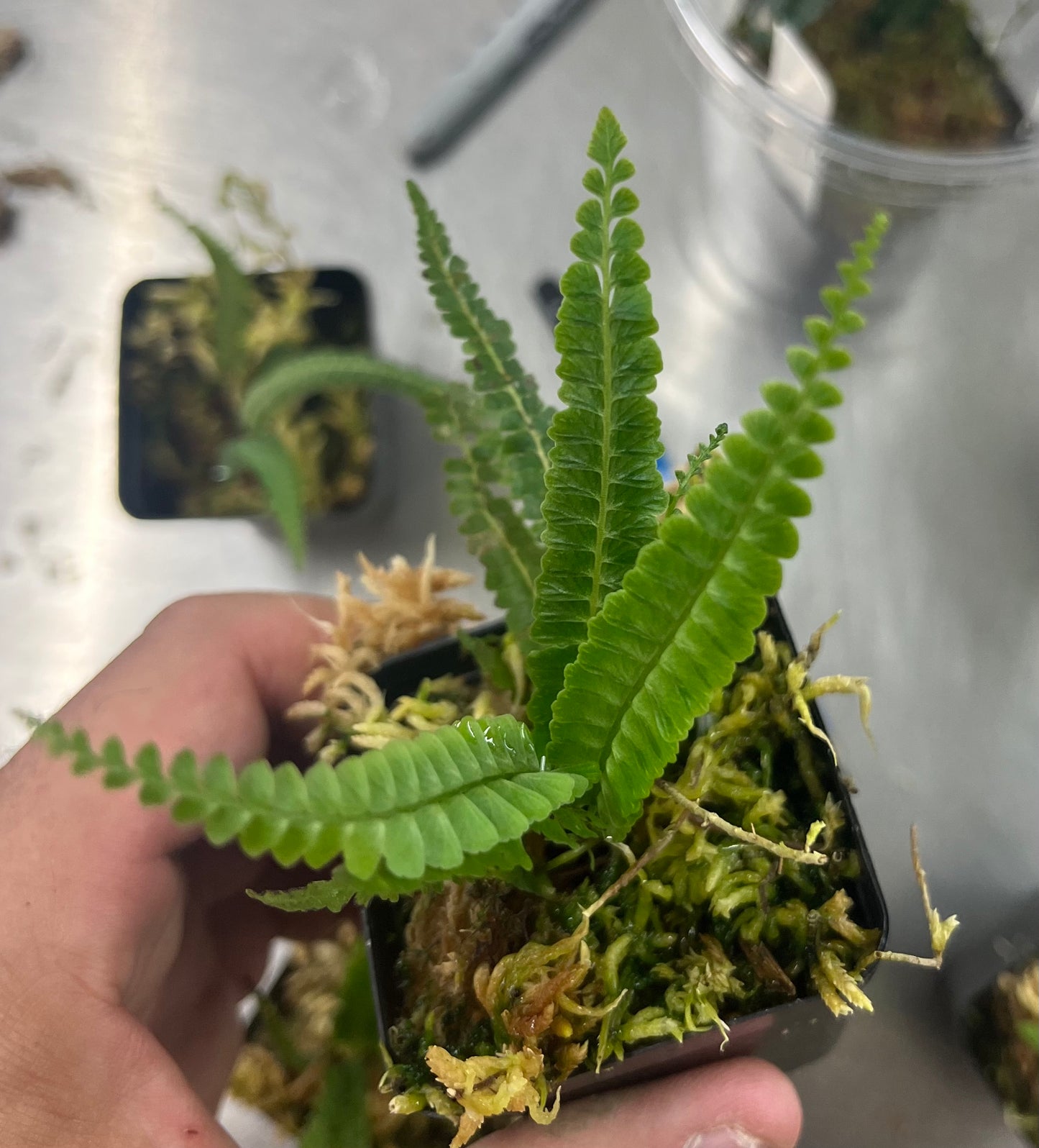 Asplenium sp.  "Arena Blanca"