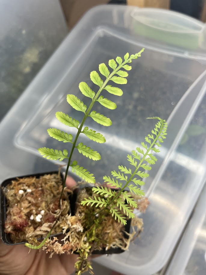 Asplenium sp. "Elegantulus"