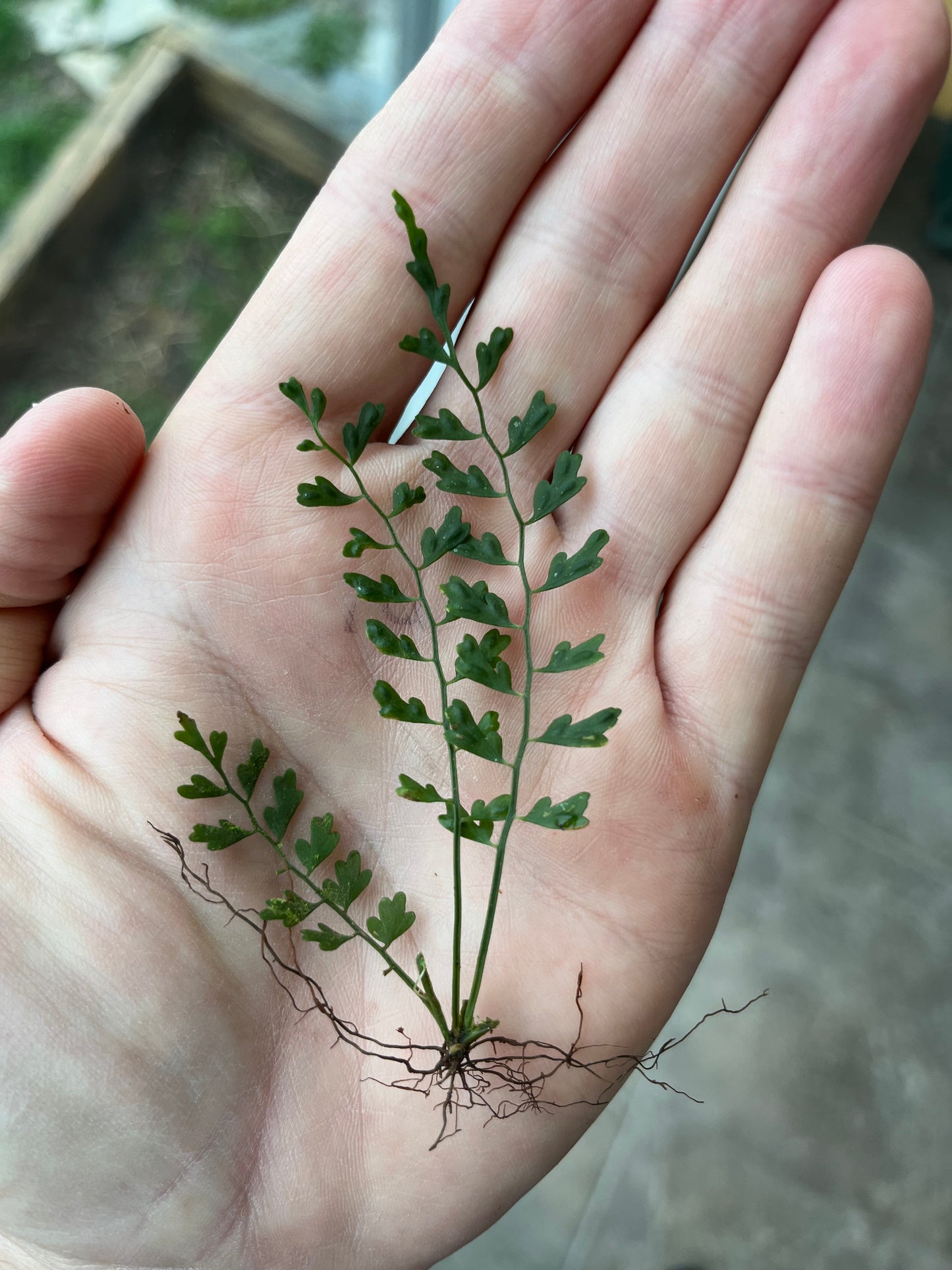 Asplenium aff. holoplebium "Santana"