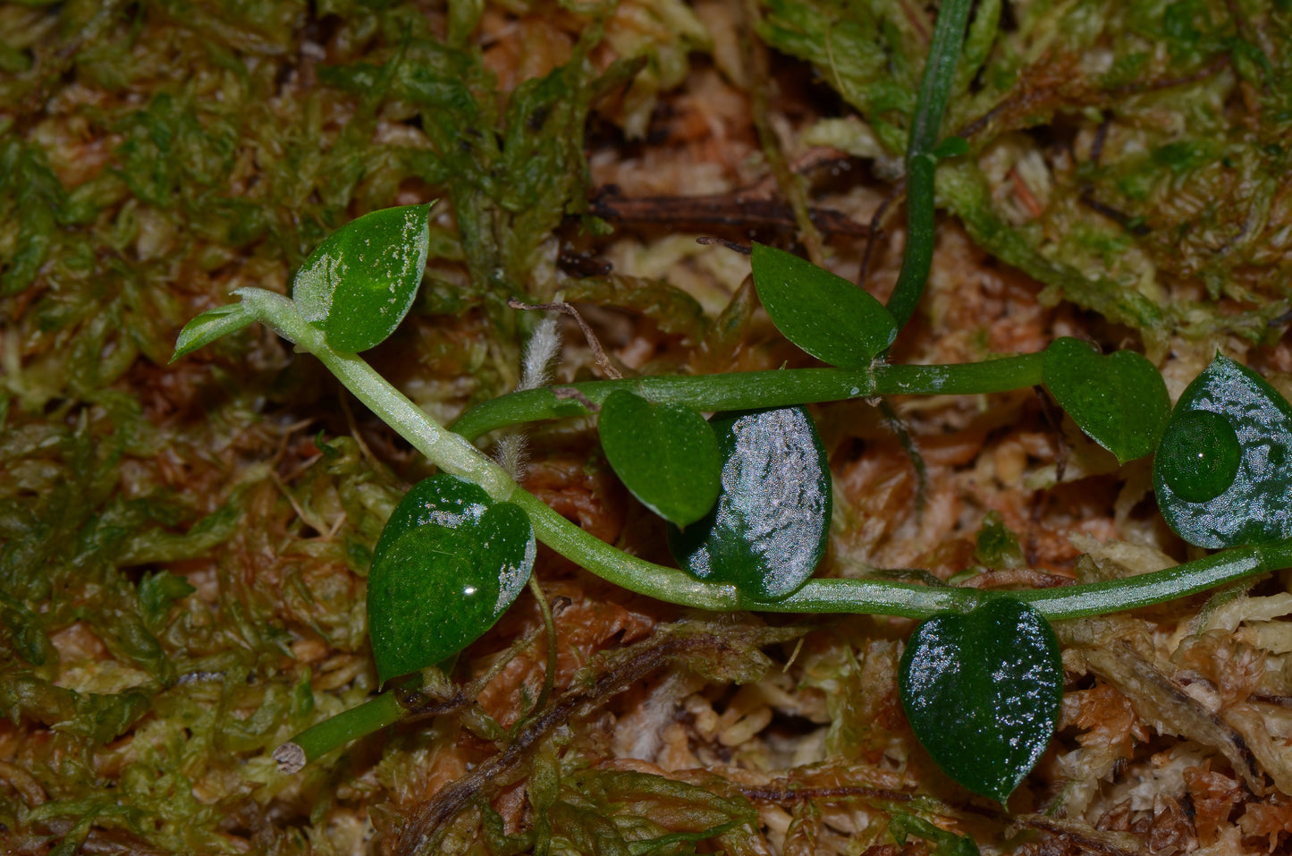 Raphidophora pachyphylla "Malaysia"