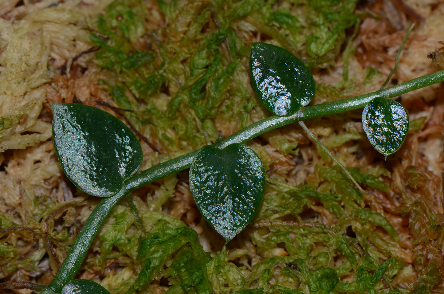 Raphidophora pachyphylla "Malaysia"