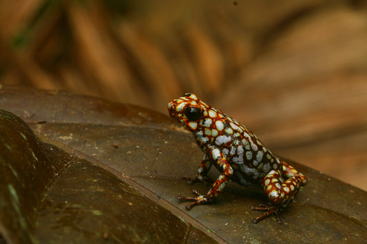 Oophaga sylvatica "Situwa"