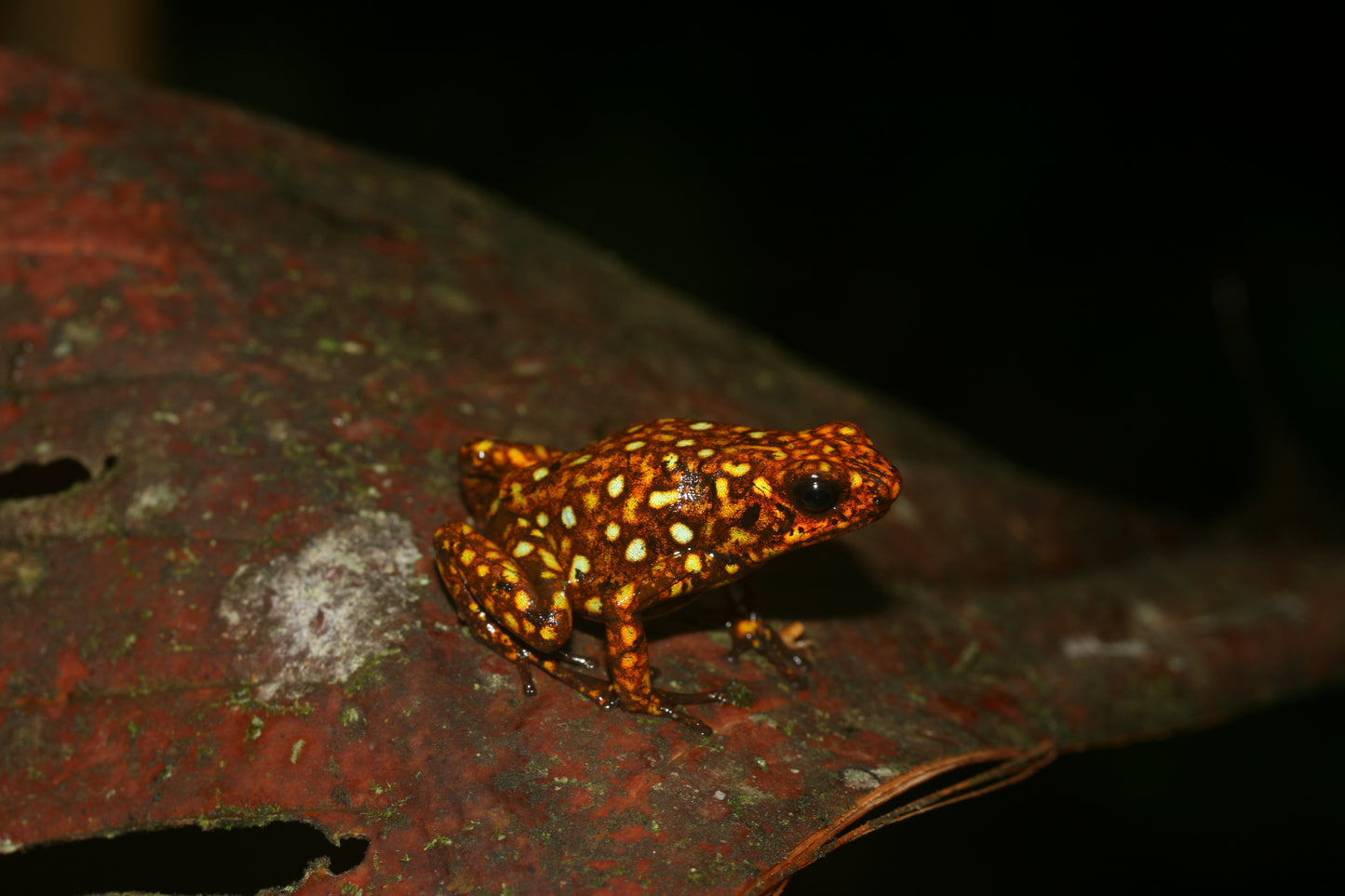 Oophaga sylvatica "Paru"