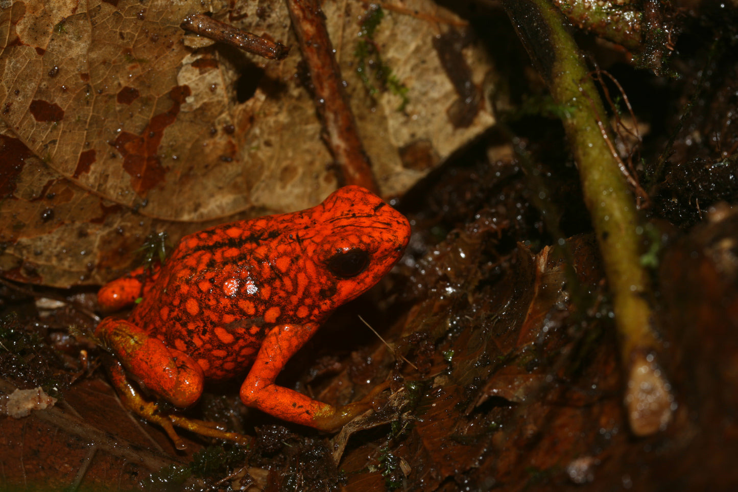 Oophaga sylvatica "Paru"