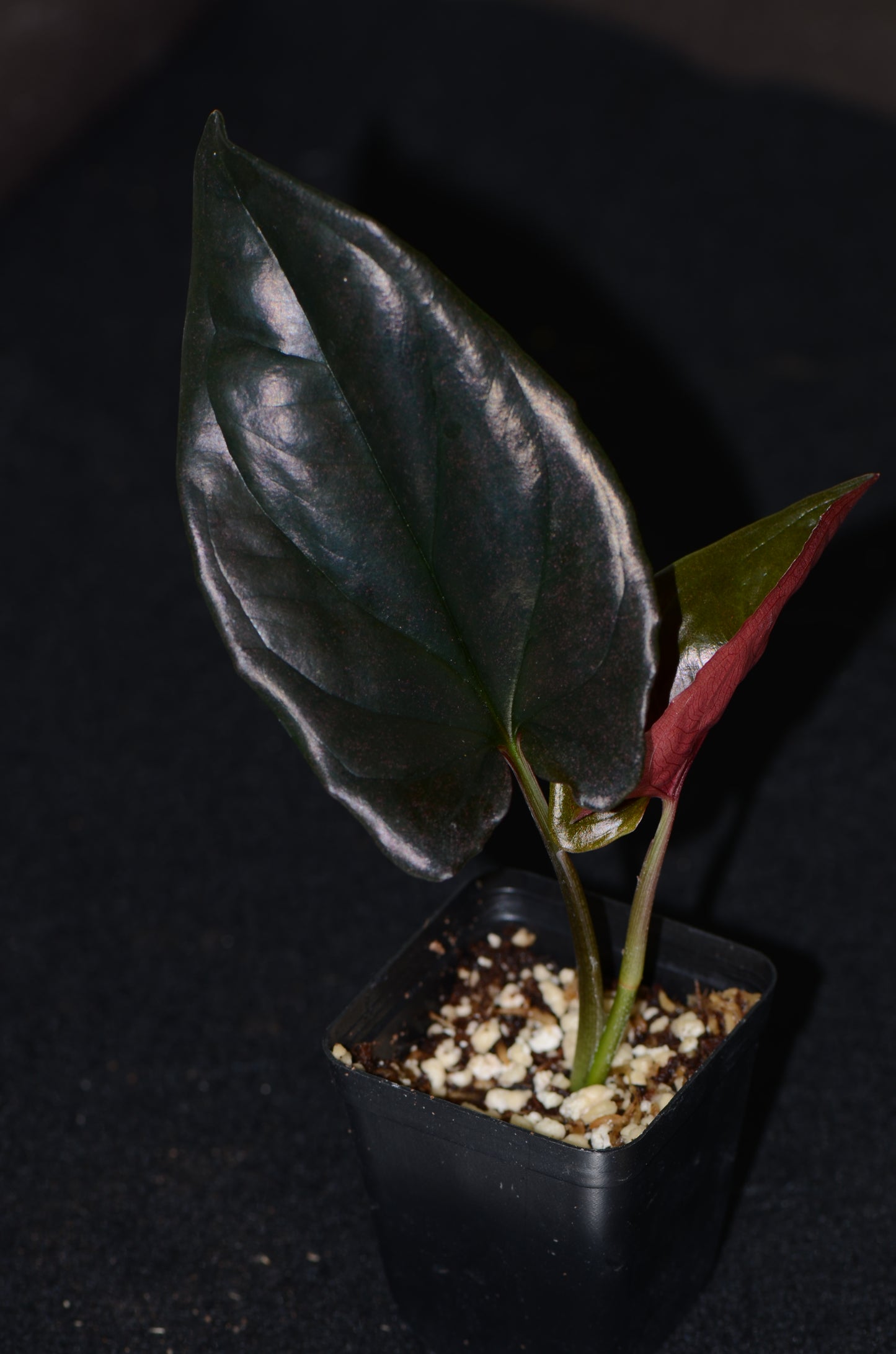 Syngonium erythrophyllum