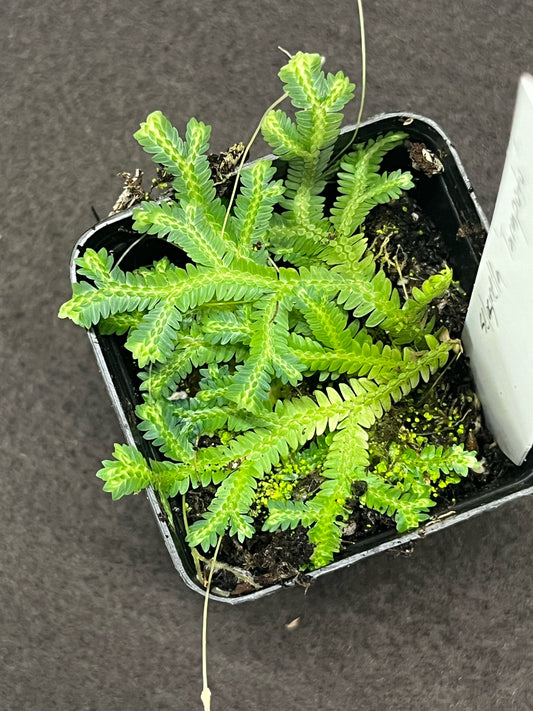 Selaginella sp. "Tarapoto"