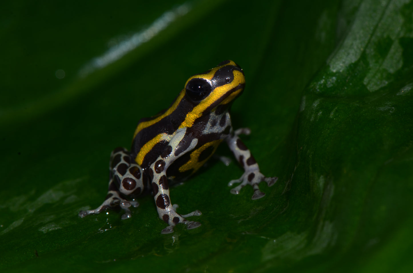 Ranitomeya sirensis "Pachitea Yellow"