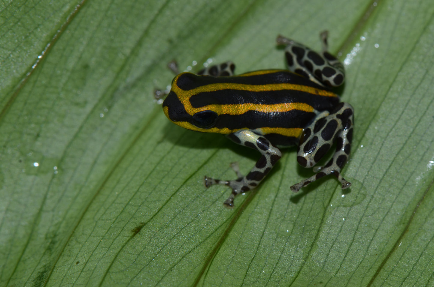 Ranitomeya sirensis "Pachitea Yellow"