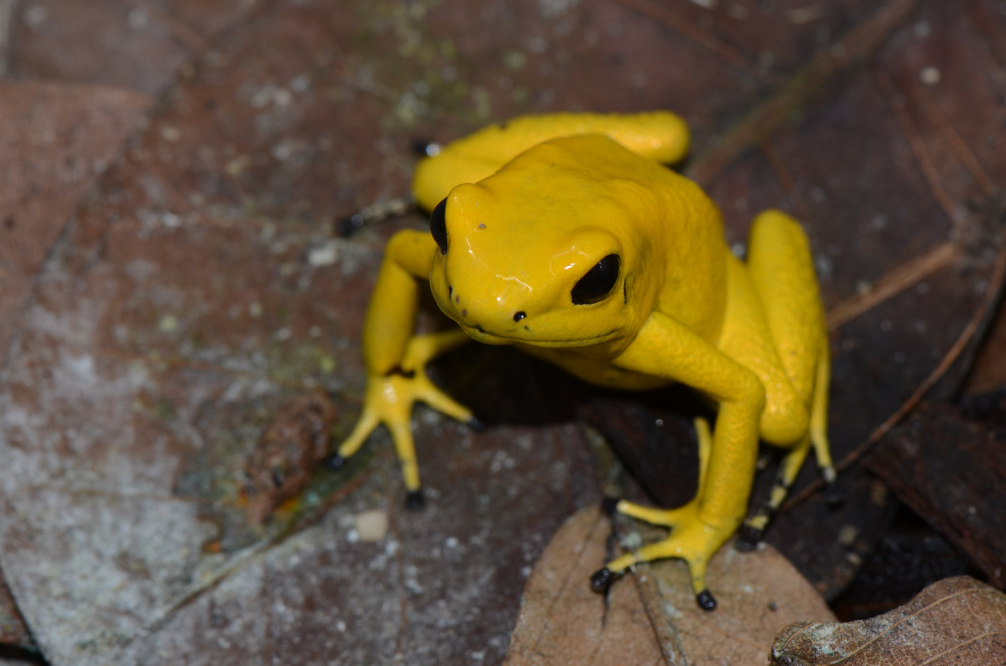 Phyllobates terribilis "Yellow"