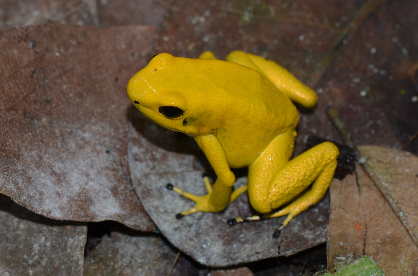 Phyllobates terribilis "Yellow"