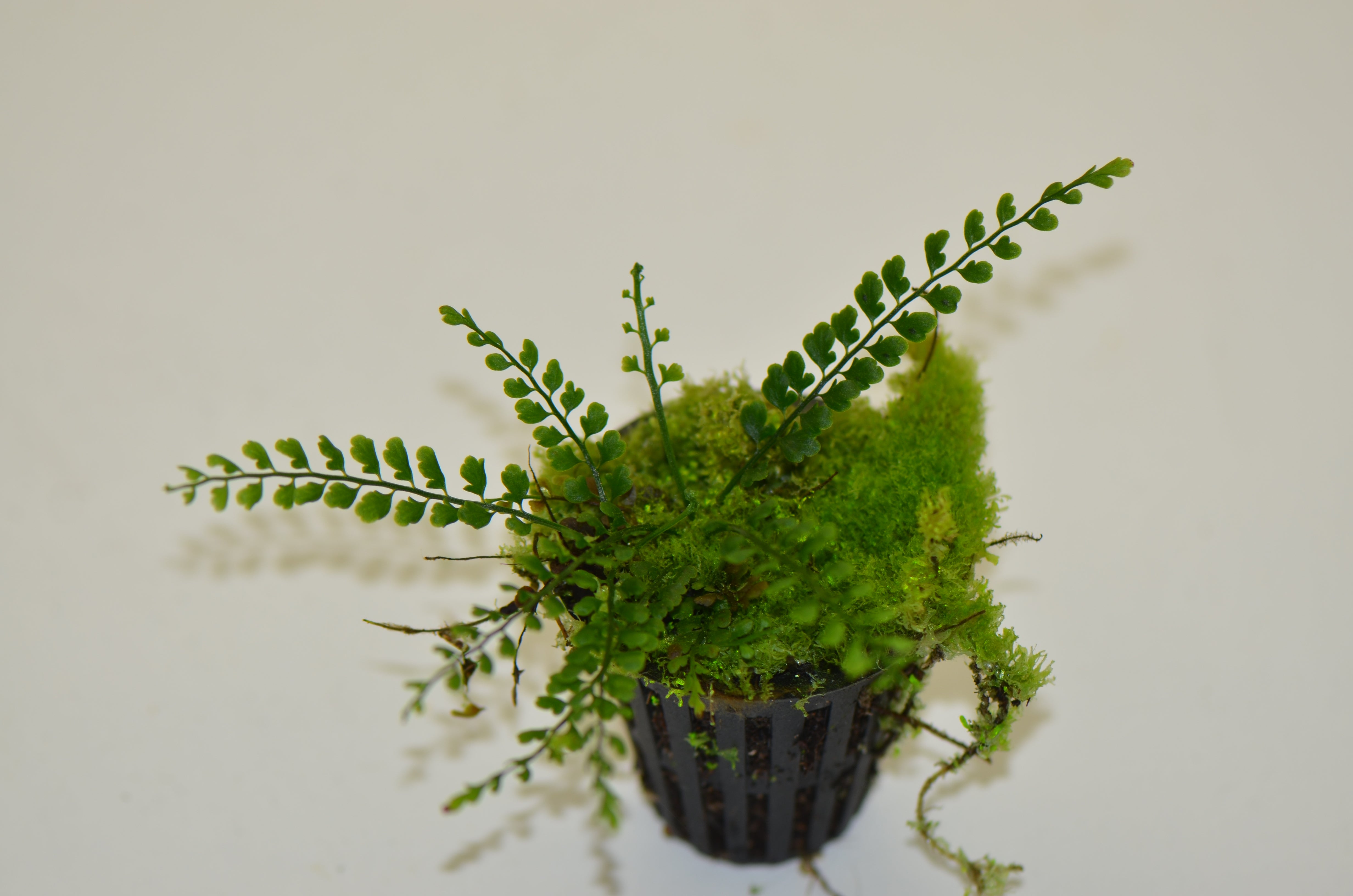 Asplenium aff. holophlebium #2 Ecuador