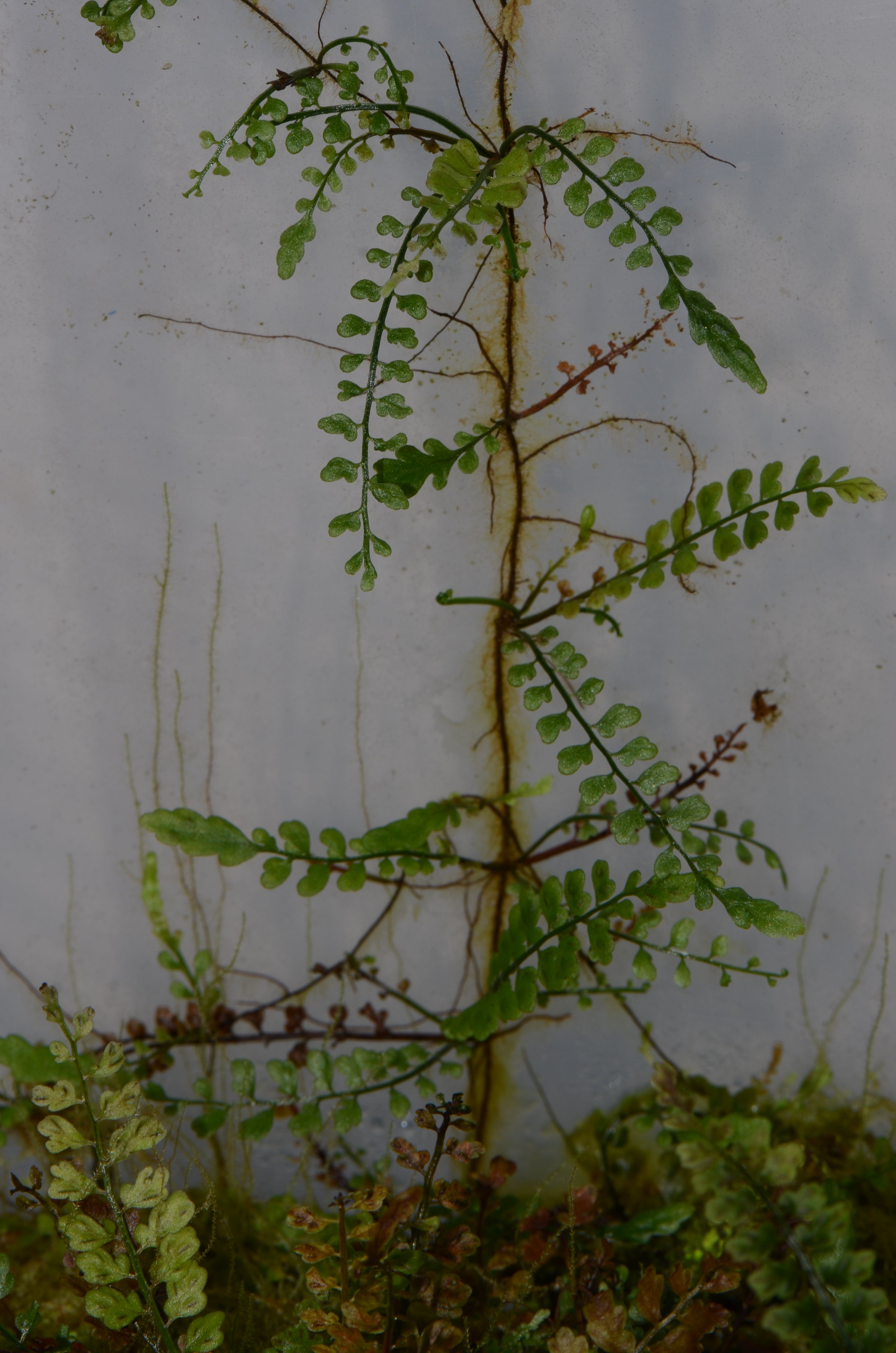 Asplenium aff. holophlebium #2 Ecuador