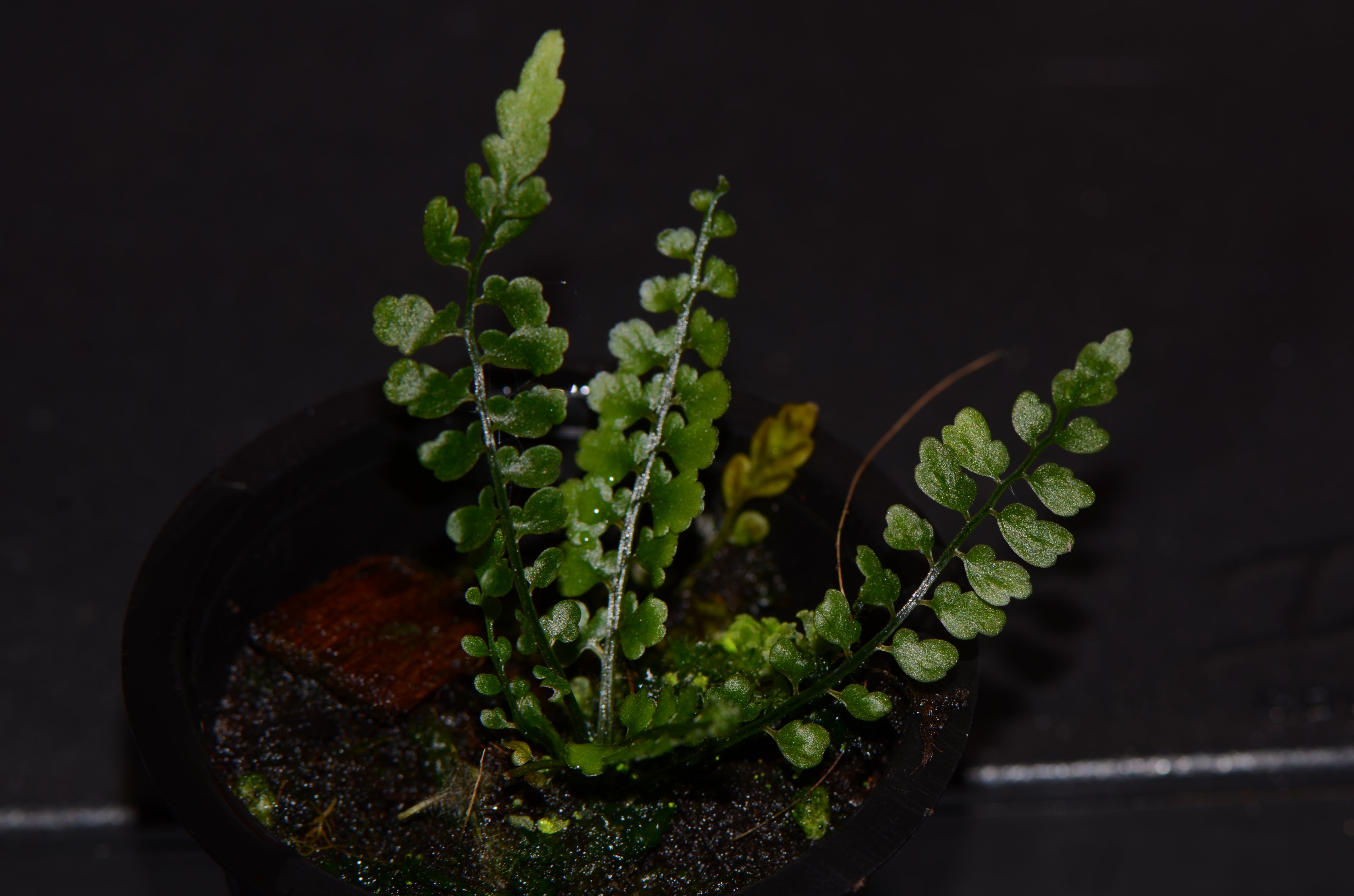 Asplenium aff. holophlebium #2 Ecuador