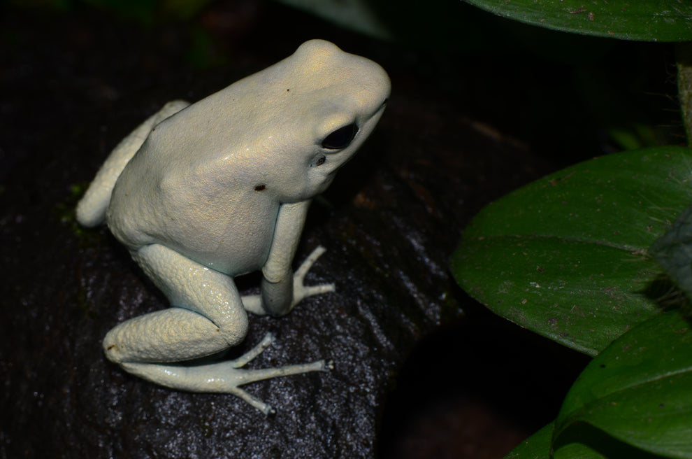 Phyllobates terribilis – Understory Enterprises