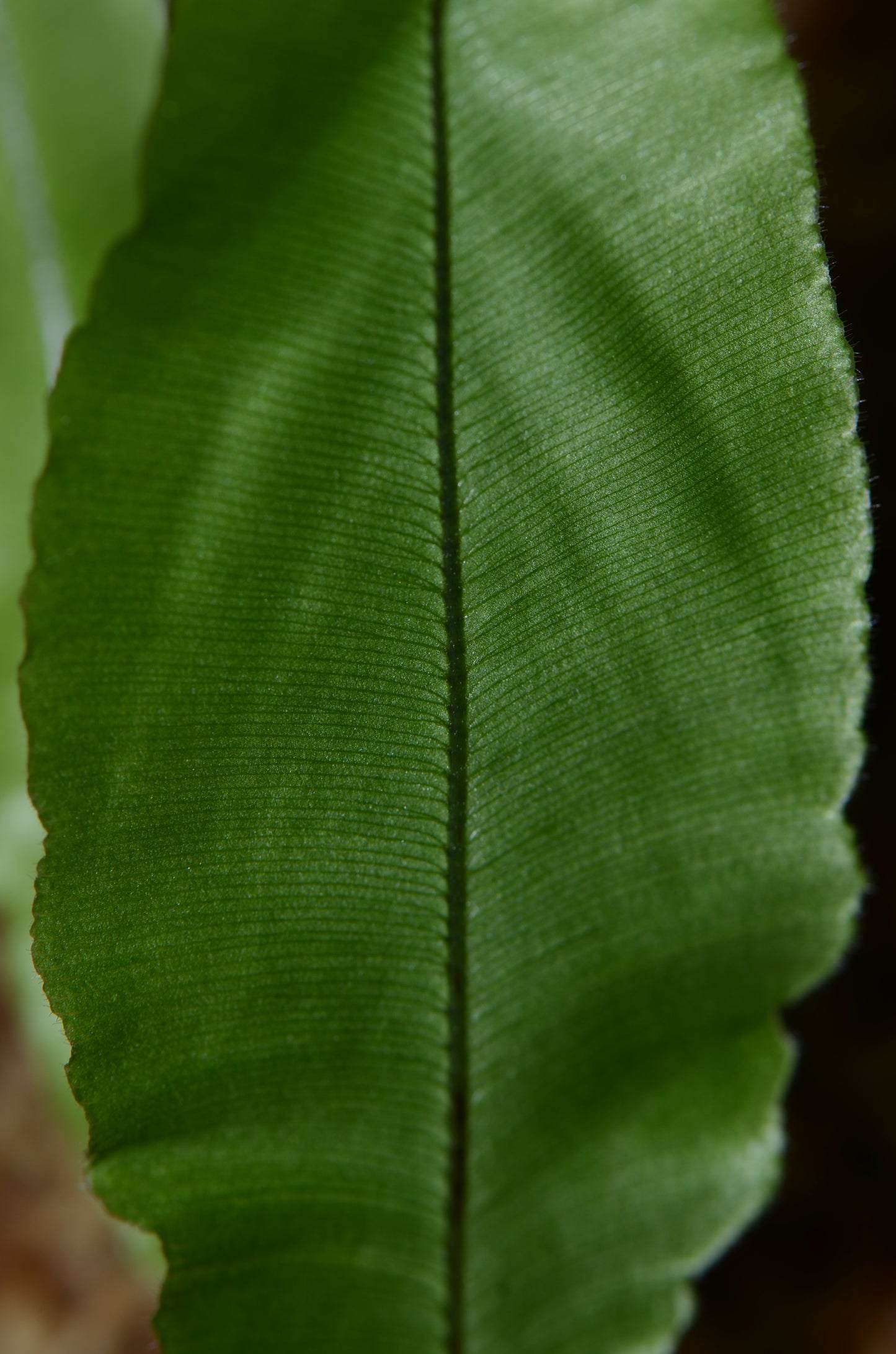 Oleandra sp. #1 "Ecuador"