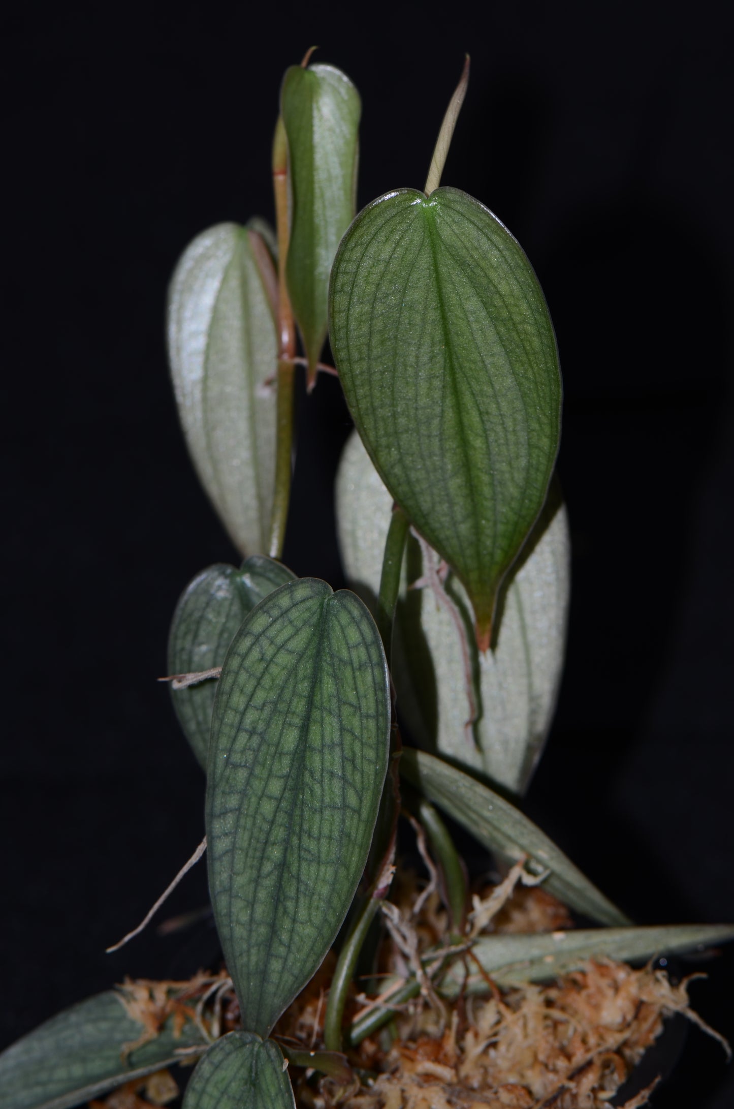 Philodendron sp. "Burle Marx Fantasy"