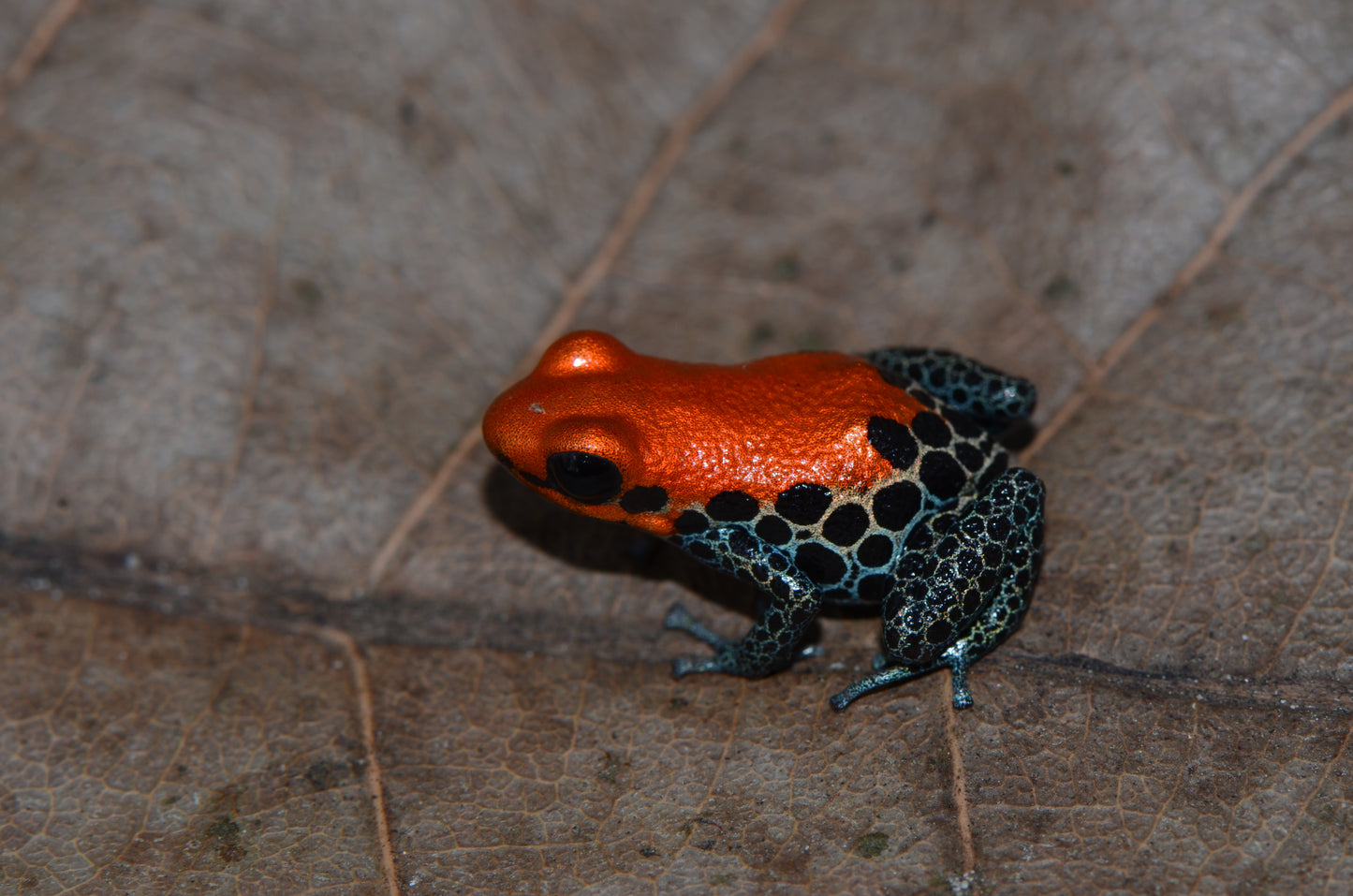 Ranitomeya reticulata "Nominal"